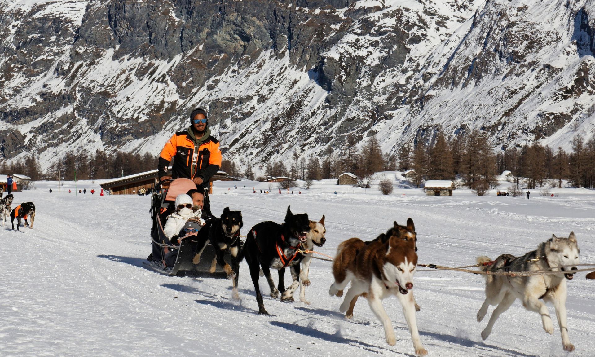 Chiens de traineau isola 2000